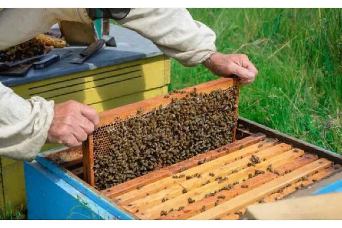 Розведення бджіл для початківців: поради та рекомендації