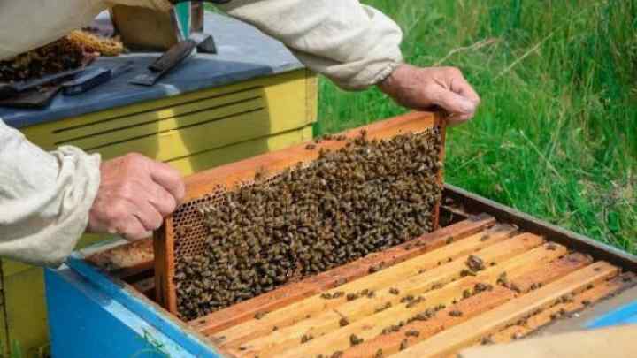Розведення бджіл для початківців: поради та рекомендації