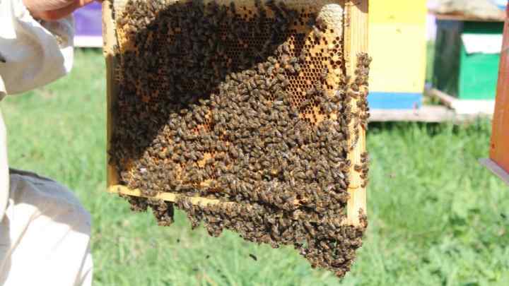 Як правильно пересадити бджіл