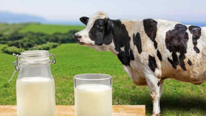 Яке молоко корисніше: коров 'яче або козяче