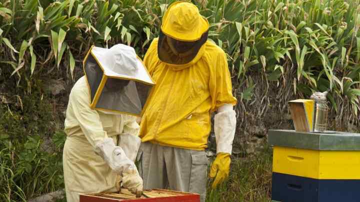 Догляд за бджолами