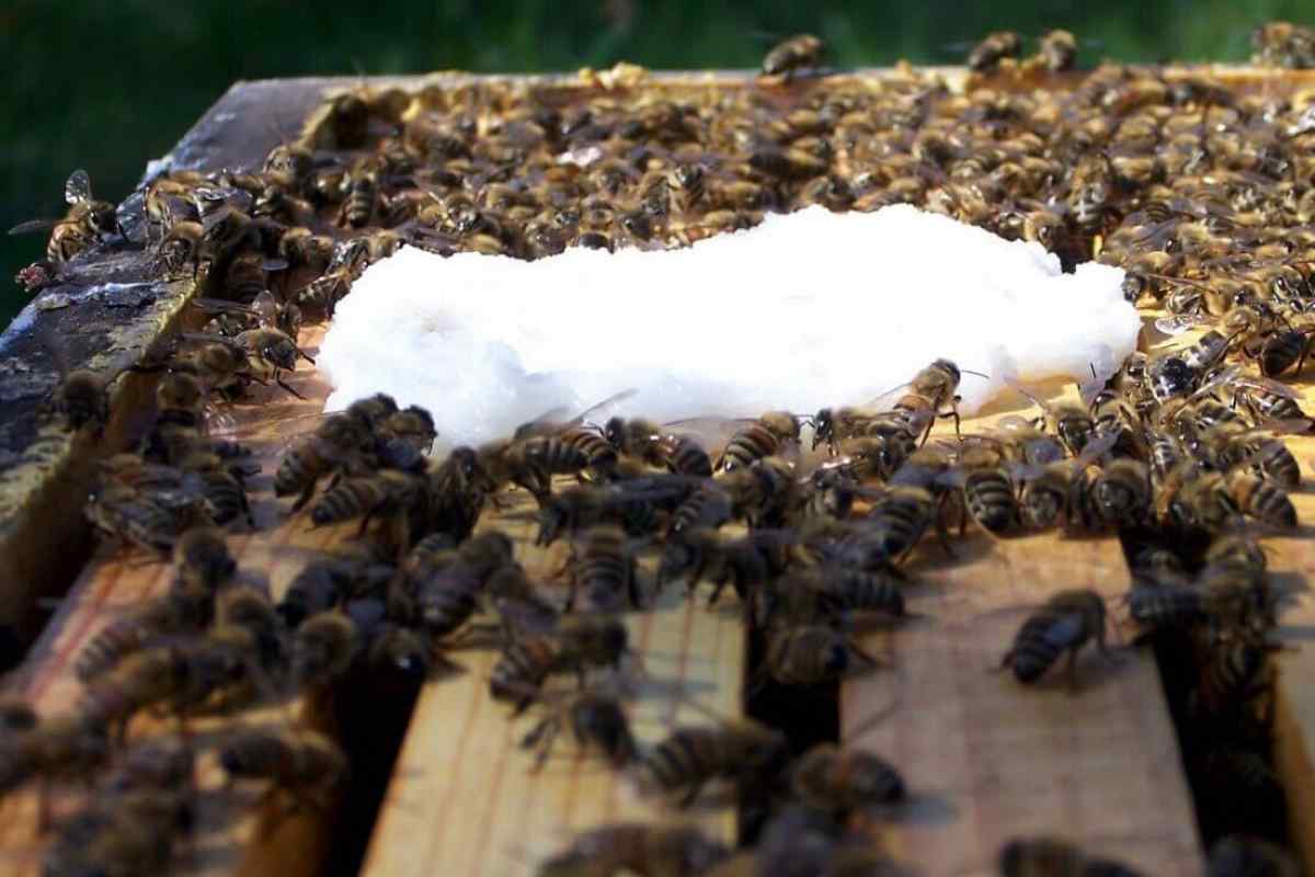 Підживлення бджіл навесні