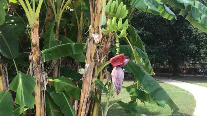 Як виростити фінікову пальму, банан, цитрусові, авокадо, ананас, кавове деревце в домашніх умовах