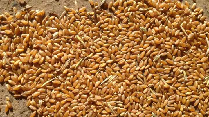 Як зберігати пшеницю