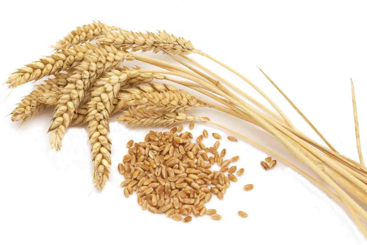 Застосування зародків пшениці