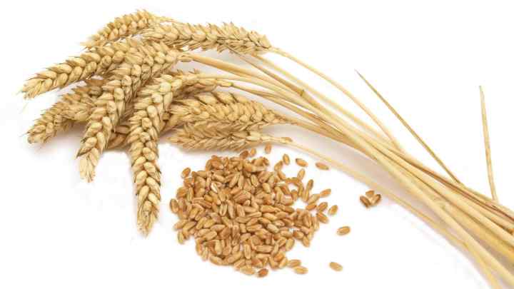 Застосування зародків пшениці