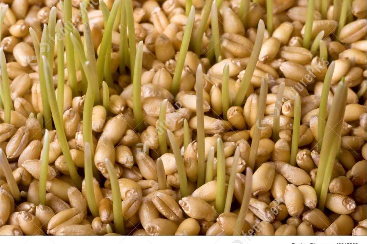 Як вживати олію зародків пшениці
