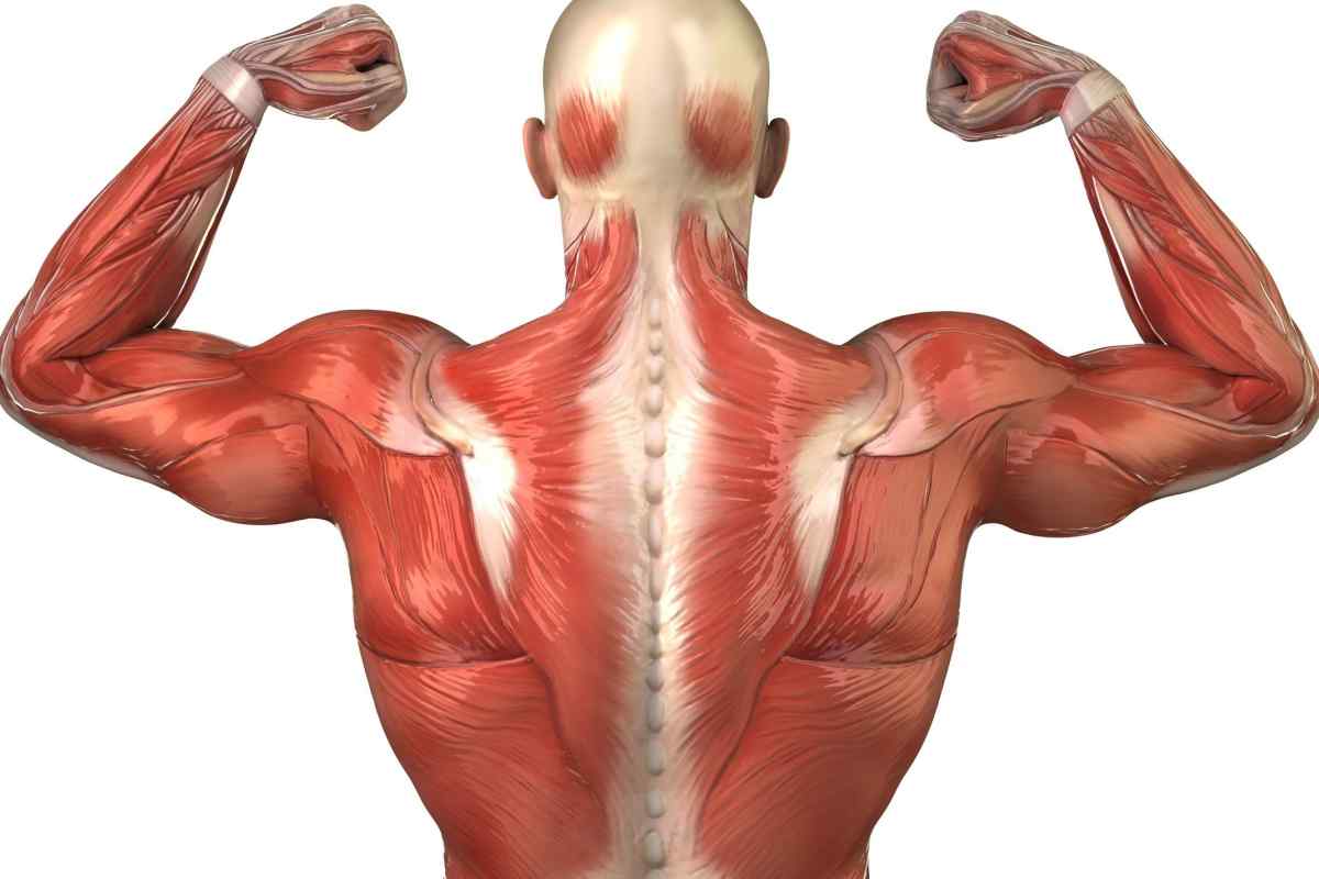 Як відновити атрофовані м "язи
