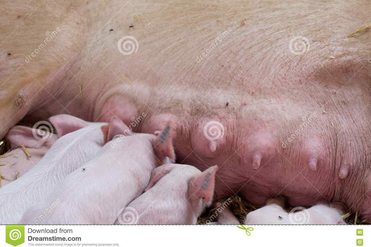 Чому органи свині приживаються у людини