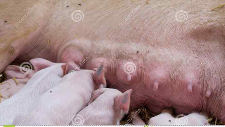 Чому органи свині приживаються у людини