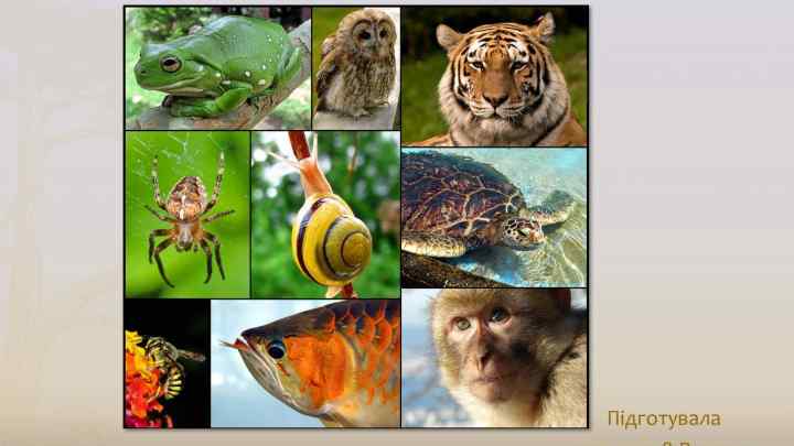 Значення тварин у природі