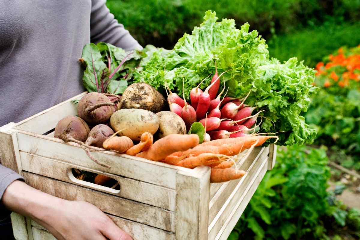 Як зберегти овочі свіжими? Секрети тривалого зберігання