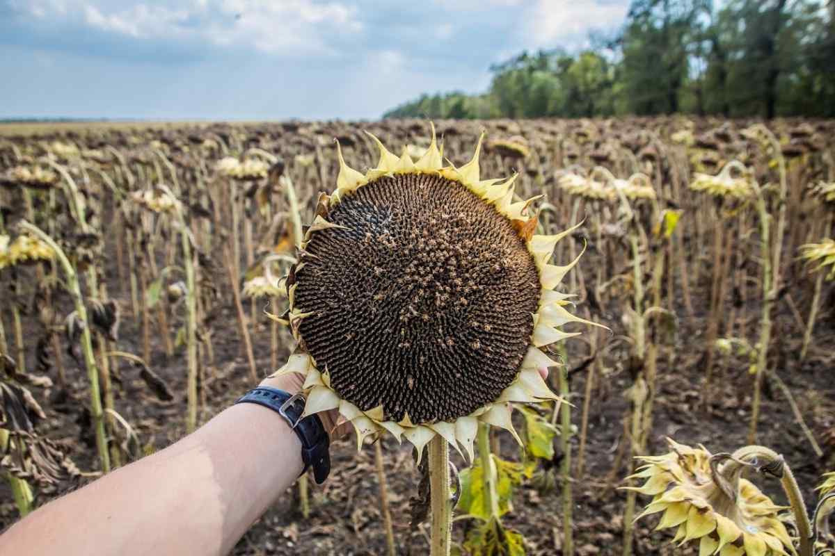 Чим корисні насіння соняшнику