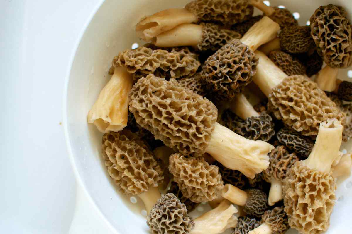Как приготовить сморчки грибы рецепты приготовления пошагово в домашних условиях с фото