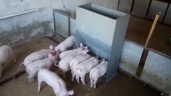 Як побудувати сарай для свиней