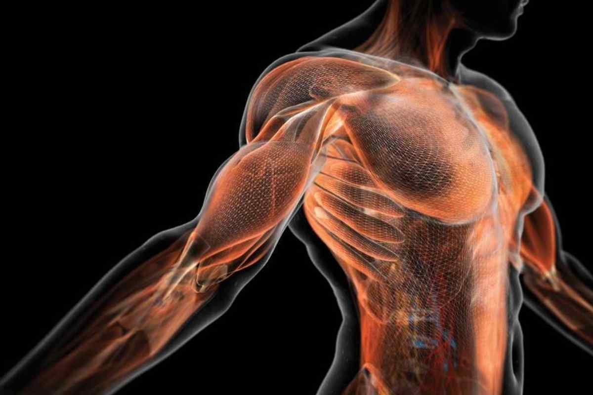 Які м 'язи у людини найсильніше