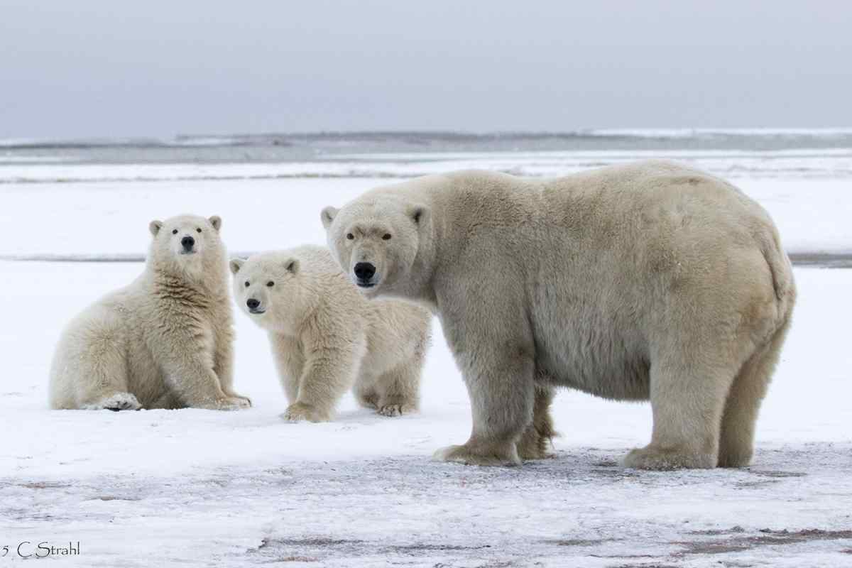 Які тварини живуть на Південному полюсі