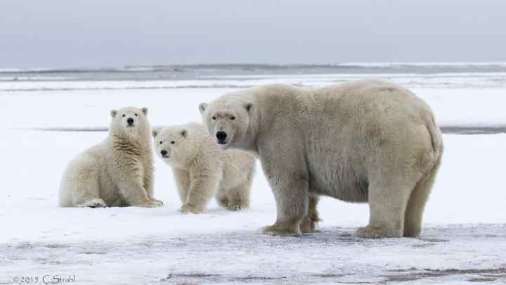 Які тварини живуть на Південному полюсі