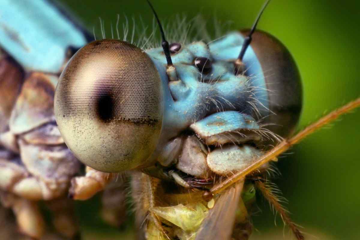 Найстрашніші комахи планети