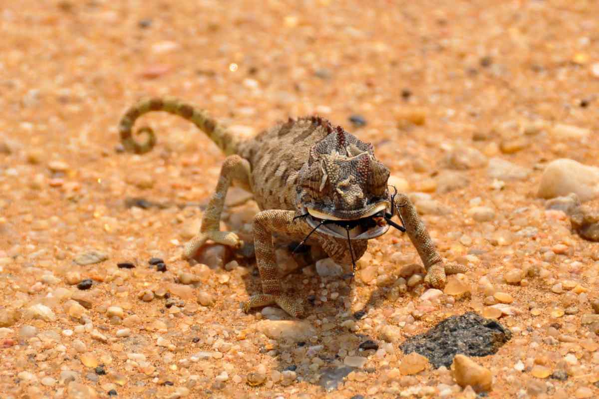 Які тварини живуть у пустелі
