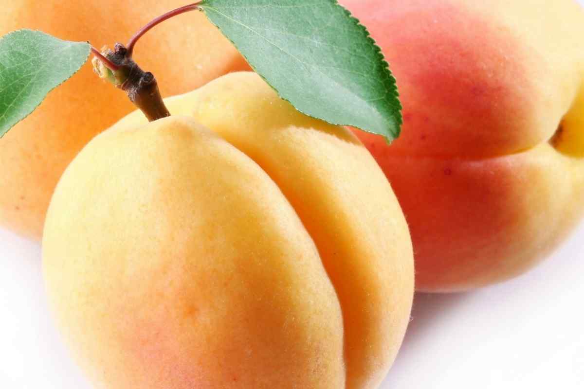 Як використовувати персики та абрикоси для краси: 4 рецепти