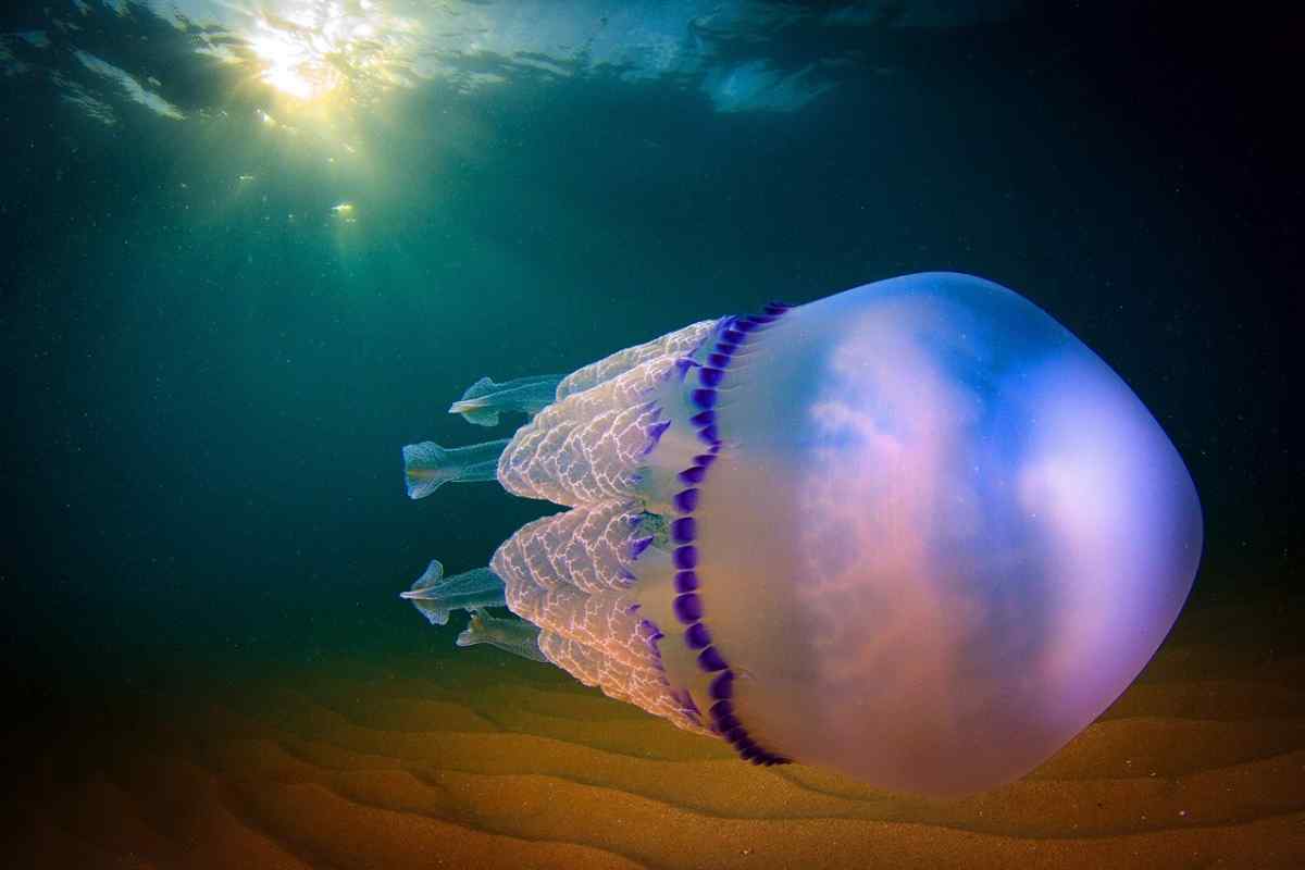 Що таке медузоноїд