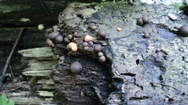 Як розмножуються гриби