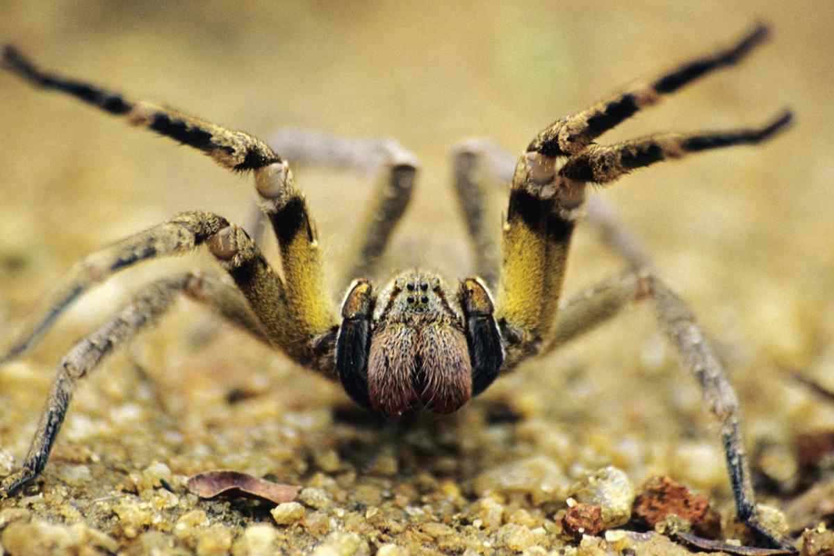 Який самий отруйний павук у світі