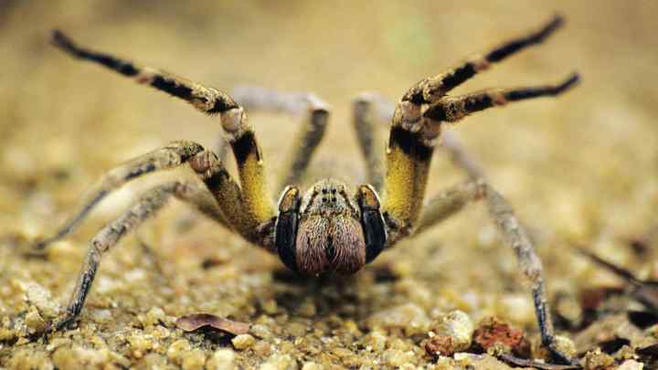 Який самий отруйний павук у світі