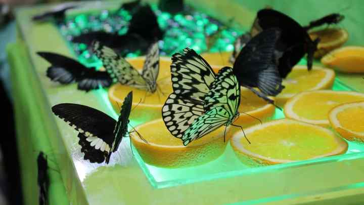 Як розводити метеликів у домашніх умовах