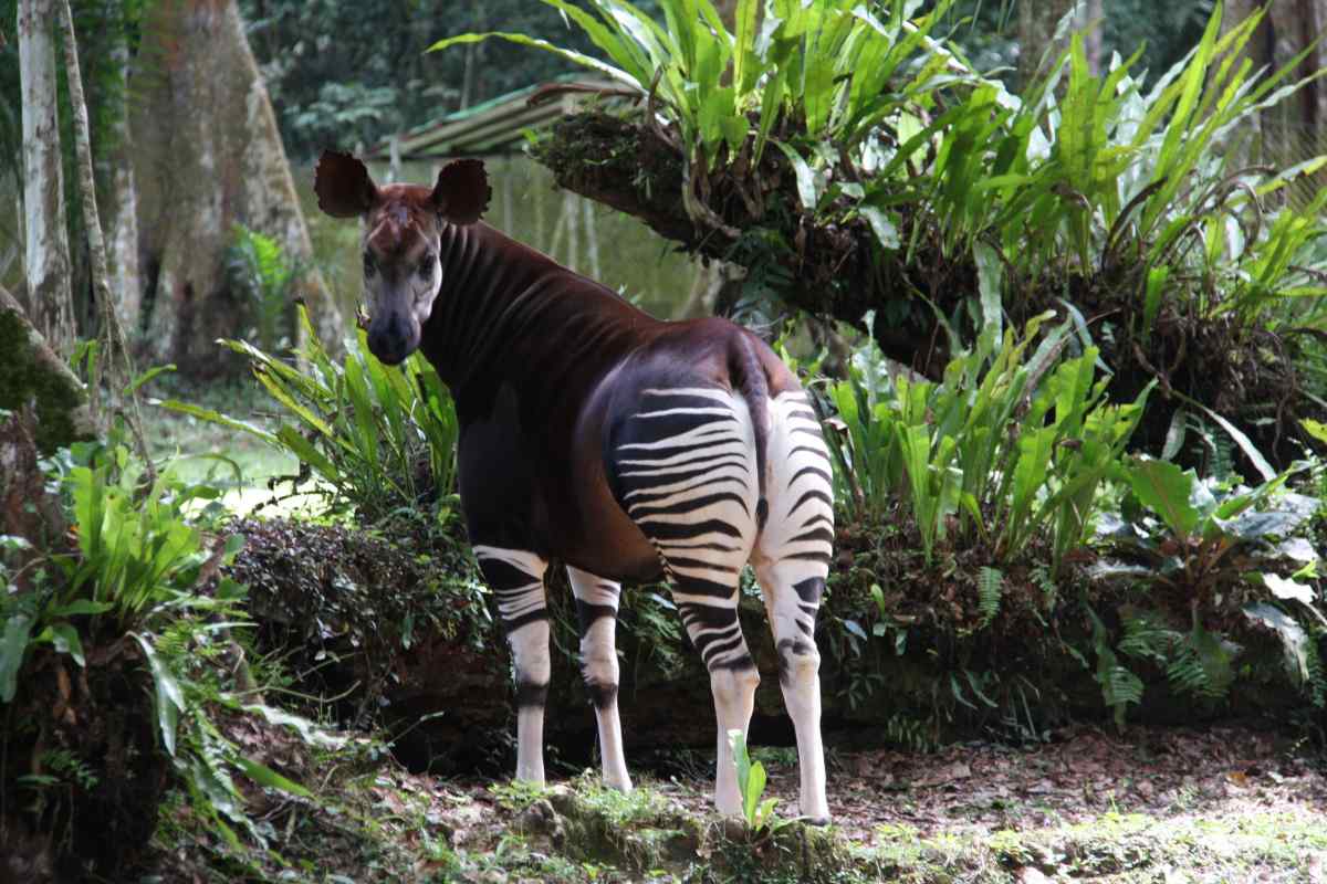 Які тварини водяться у вологих екваторіальних лісах