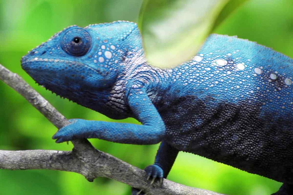 Які тварини змінюють колір