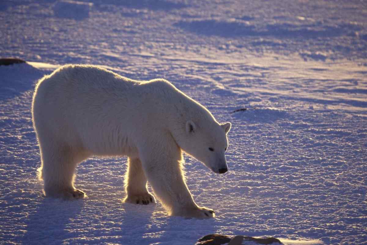 Які тварини в Арктиці