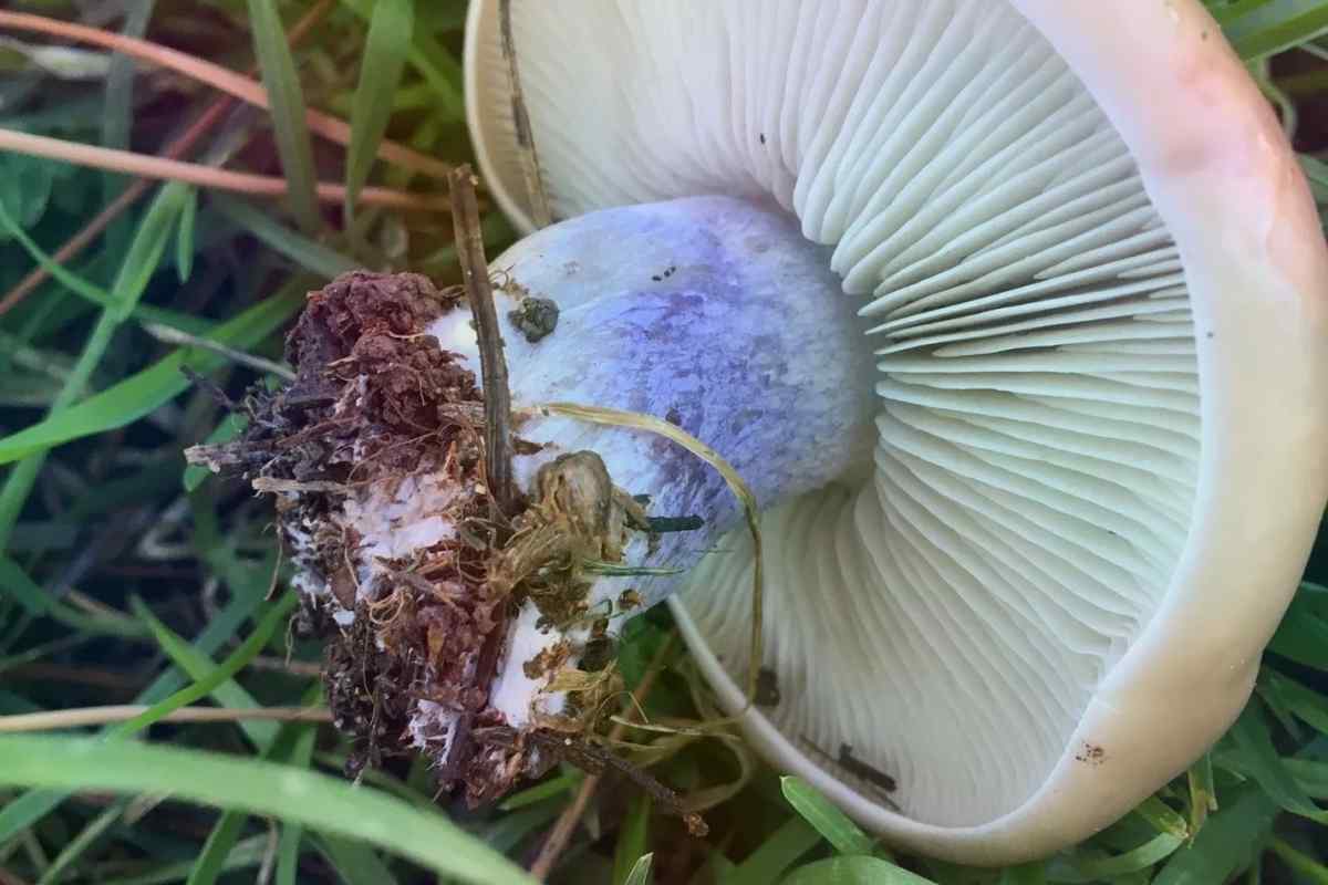 Як приготувати гриби синеножки