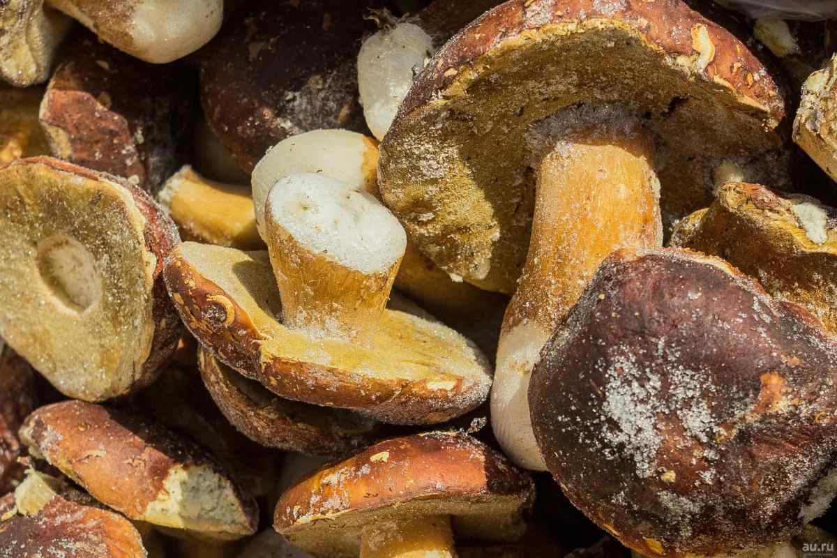 Як заморозити гриби на зиму, зберігши їх аромат