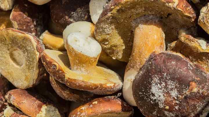 Як заморозити гриби на зиму, зберігши їх аромат
