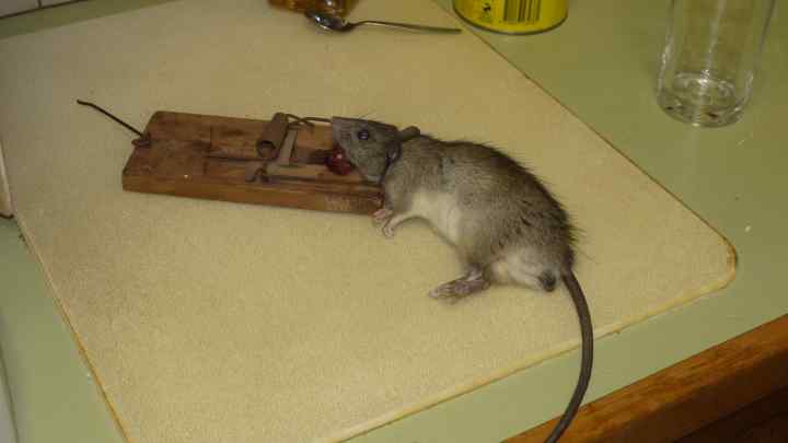 Як у квартирі зловити мишу