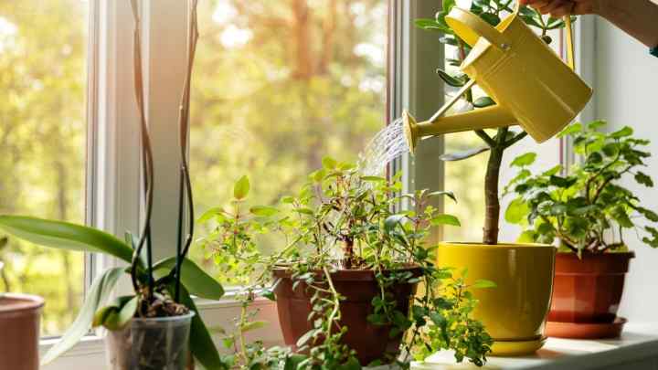 Які кімнатні рослини не потребують частого поливу