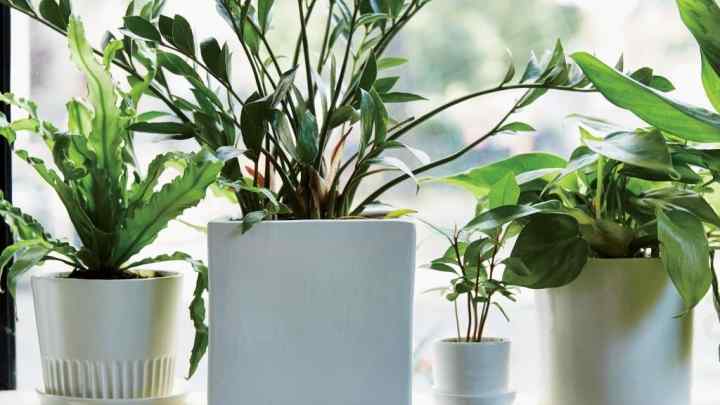 Як вибрати рослини для дому