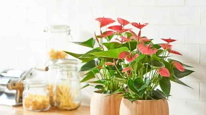 Як вибрати для дому відповідну рослину?