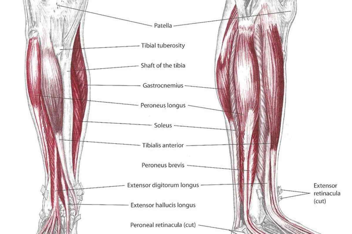 Як зменшити м "язи на ногах