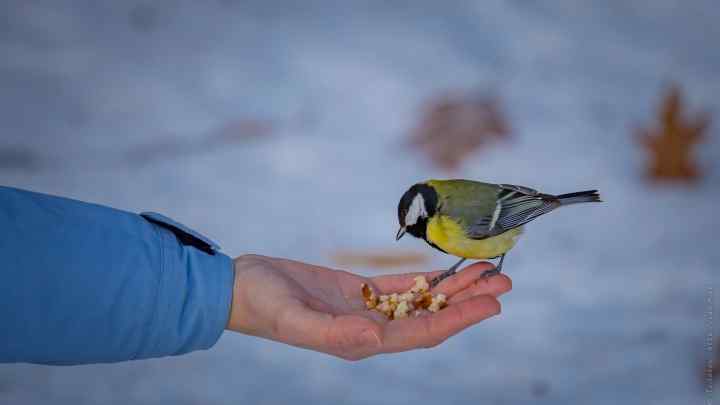 Чим годувати синичок та інших птахів взимку