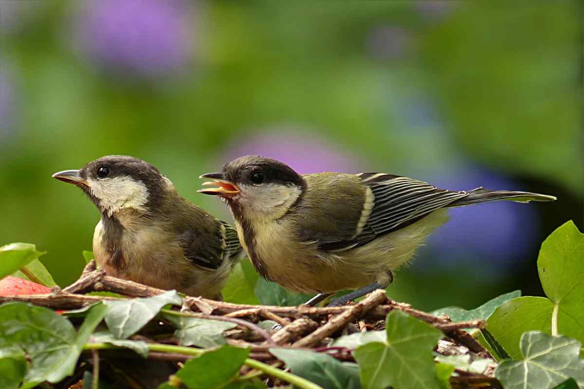 Як годувати птахів