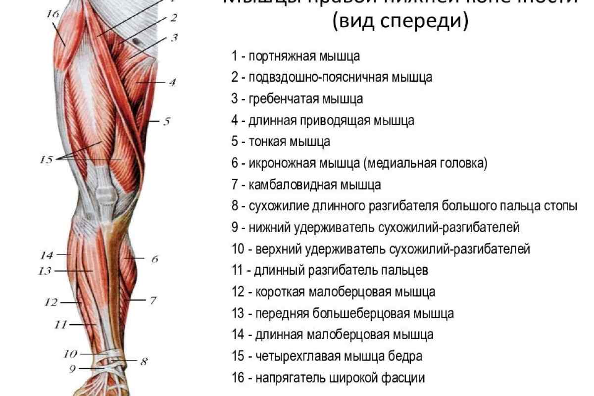 Бедро часть тела человека. Мышцы нижней конечности анатомия спереди. Мышцы правой нижней конечности вид спереди.