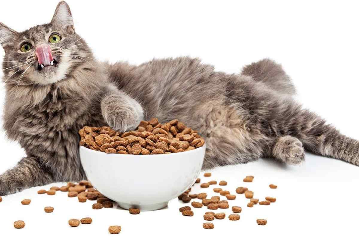 Як зробити сухий корм для кішок і собак своїми руками