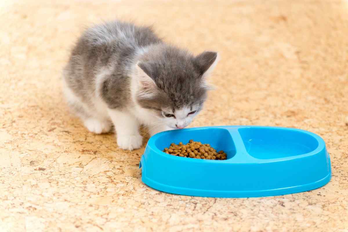 Яким кормом найкраще годувати кошеня
