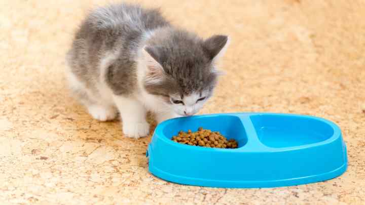 Яким кормом найкраще годувати кошеня