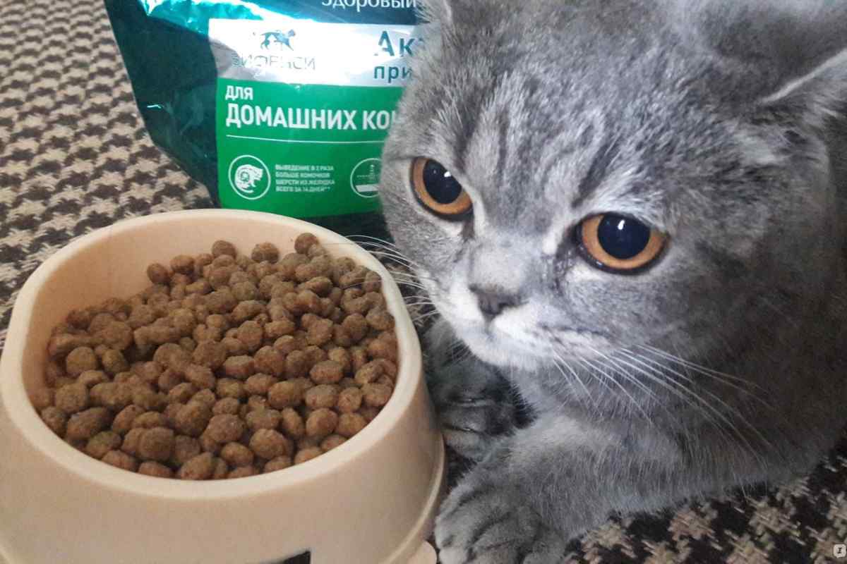 Коли давати кошеню сухий корм