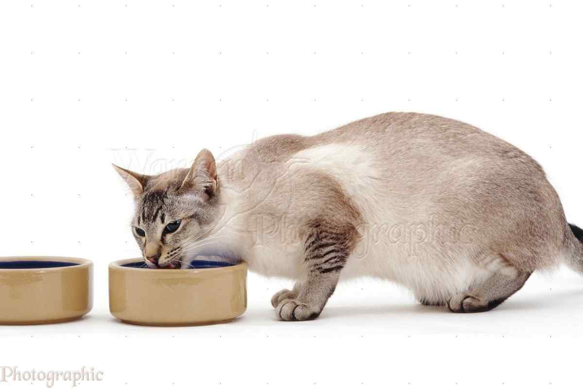 Як годувати кота зі сечокам "яною хворобою