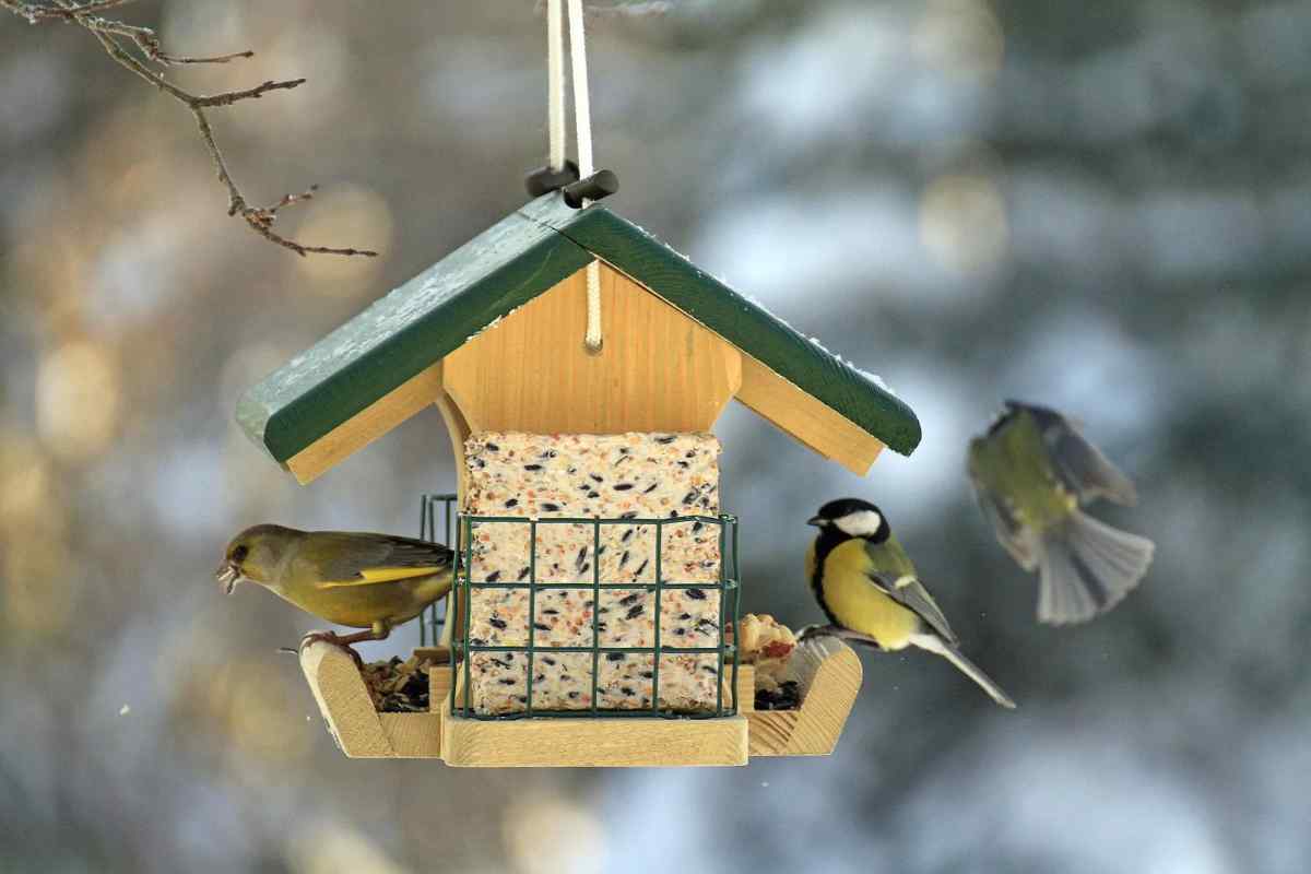 Чим найкраще підгодовувати птахів взимку
